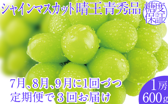 2025年予約受付中【3回定期便】シャインマスカット晴王 1房 約600g 7月8月9月に出荷 人気 岡山県産 種無し 皮ごと食べる みずみずしい   おかやま 果物大国 ハレノフルーツ