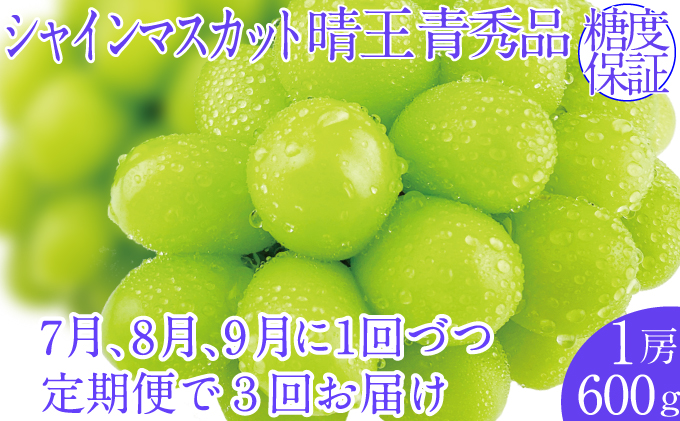 2026年予約受付中【3回定期便】シャインマスカット晴王 1房 約600g 7月8月9月に出荷 人気 岡山県産 種無し 皮ごと食べる みずみずしい   おかやま 果物大国 ハレノフルーツ