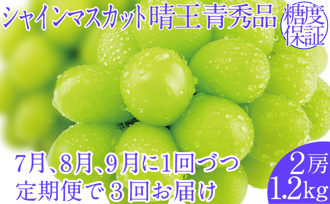 2025年予約受付中【3回定期便】シャインマスカット晴王2房 約1.2kg 7月8月9月に出荷 人気 岡山県産 種無し 皮ごと食べる みずみずしい  フレッシュ 晴れの国 おかやま 果物大国 ハレノフルーツ