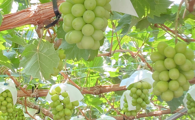 2026年予約受付中【3回定期便】シャインマスカット晴王2房 約1.2kg 7月8月9月に出荷 人気 岡山県産 種無し 皮ごと食べる みずみずしい  フレッシュ 晴れの国 おかやま 果物大国 ハレノフルーツ