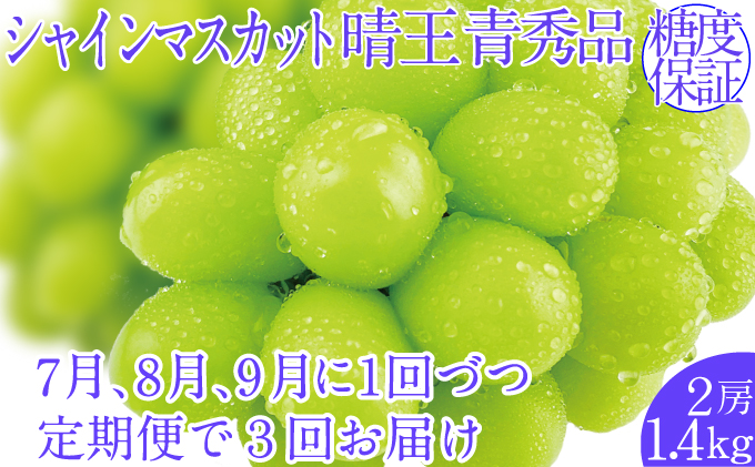 2025年予約受付中【3回定期便】シャインマスカット晴王 2房 約1.4kg 7月8月9月に出荷  人気 岡山県産 種無し 皮ごと食べる みずみずしい   ハレノフルーツ