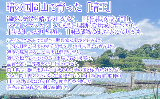 2026年予約受付中 シャインマスカット晴王 1房 約600g  7月～8月出荷 人気 岡山県産 種無し 皮ごと食べる みずみずしい  フレッシュ 晴れの国 おかやま 果物大国 ハレノフルーツ