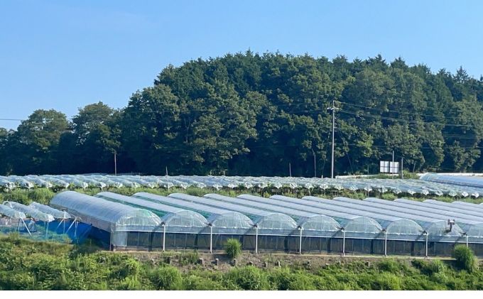 訳あり 瀬戸ジャイアンツ　2房 合計1.0kg以上 産地直送 朝採れ ぶどう 葡萄 岡山 Kawahara Green Farm 岡山県産 2025