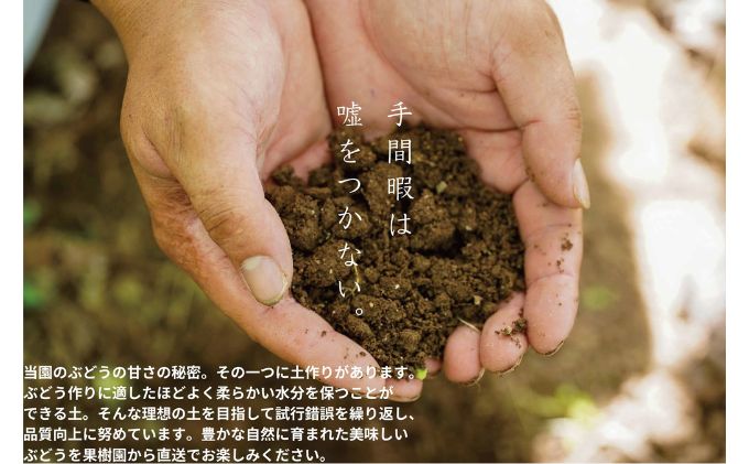 訳あり 瀬戸ジャイアンツ　2房 合計1.0kg以上 産地直送 朝採れ ぶどう 葡萄 岡山 Kawahara Green Farm 岡山県産 2025