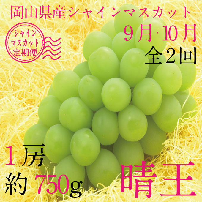 【定期便 全2回】ぶどう 2026年 先行予約 9月・10月発送 シャインマスカット 晴王 1房 約750g ブドウ 葡萄 岡山県産 国産 フルーツ 果物 ギフト