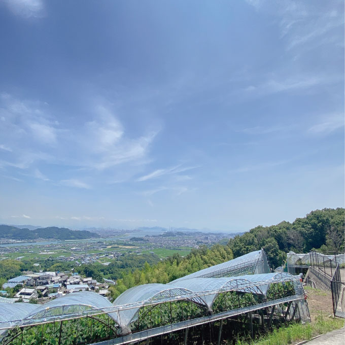 【定期便 全2回】ぶどう 2026年 先行予約 9月・10月発送 高級品 シャインマスカット 晴王 2房 合計約1.2kg ブドウ 葡萄 岡山県産 国産 フルーツ 果物 ギフト