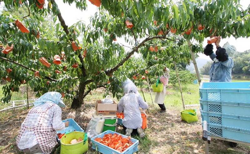 桃 2025年 先行予約 特選 岡山夢白桃 7～9玉 約2kg もも モモ 岡山県産 国産 フルーツ 果物 ギフト