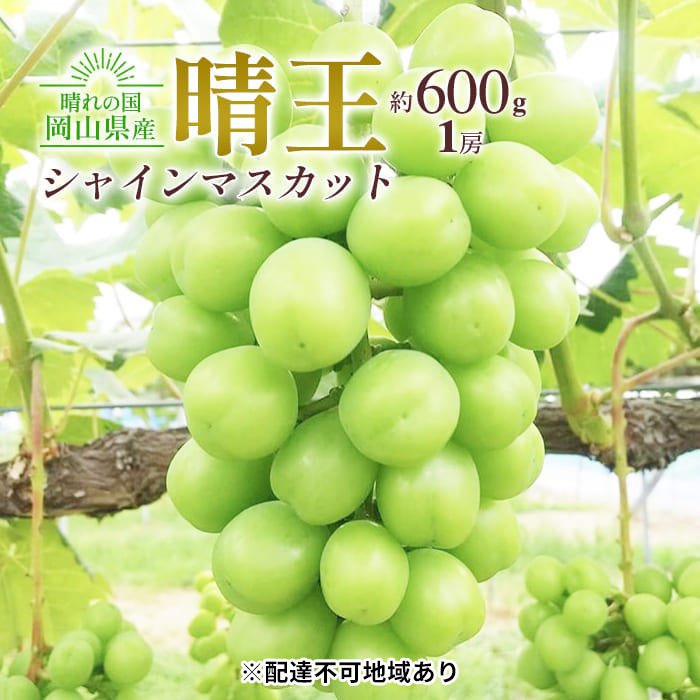 ぶどう 2025年 先行予約 シャイン マスカット 晴王 1房 約600g 大粒 種無し ブドウ 葡萄 岡山県産 国産 フルーツ 果物 ギフト 橋田商店