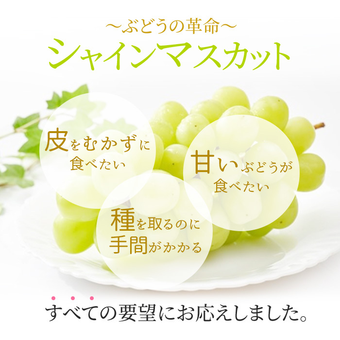 ぶどう 2026年 先行約 シャイン マスカット 晴王 1房 約600g 大粒 種無し ブドウ 葡萄 岡山県産 国産 フルーツ 果物 ギフト 橋田商店