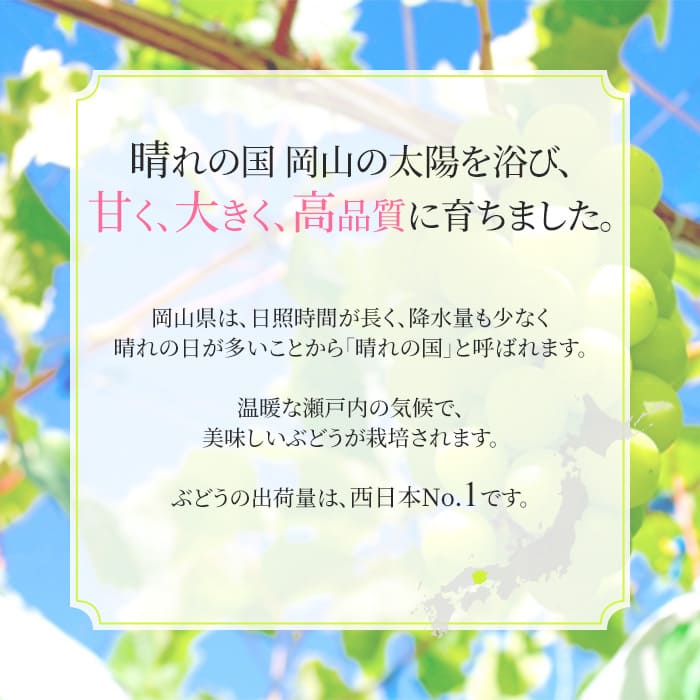 ぶどう 2025年 先行予約 シャイン マスカット 晴王 1房 約600g 大粒 種無し ブドウ 葡萄 岡山県産 国産 フルーツ 果物 ギフト 橋田商店