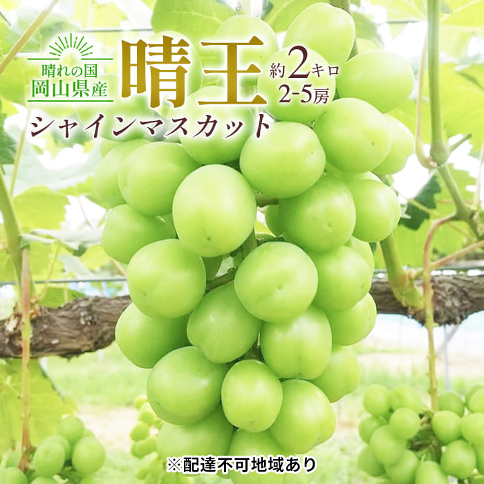 ぶどう 2025年 先行予約 シャイン マスカット 晴王 2～5房入り 合計約2kg 大粒 種無し ブドウ 葡萄 岡山県産 国産 フルーツ 果物 ギフト 橋田商店