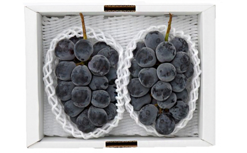 ぶどう 2026年 先行予約 ニューピオーネ 2房(1房480g以上) 化粧箱入り ブドウ 葡萄 岡山県産 国産 フルーツ 果物 ギフト