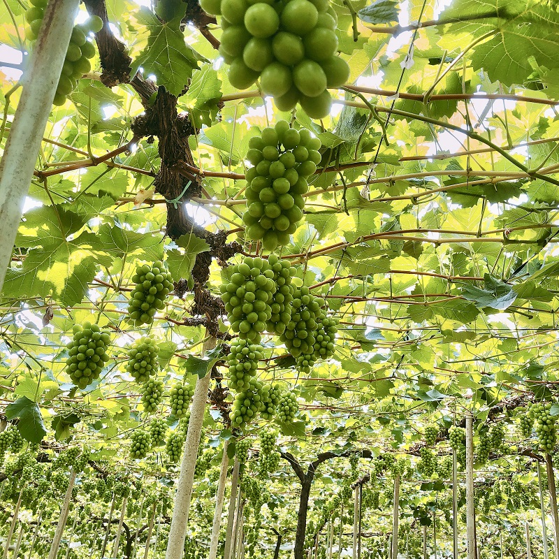 ã¶ã©ã 2026幎 å
è¡äºçŽ èŸ²å®¶ãã ããã®ã·ã£ã€ã³ãã¹ã«ããïŒãä»»ã2åçš® 3æ¿åèšçŽ1.5kg ãã㊠è¡è 岡山çç£ åœç£ ãã«ãŒã æç© ã®ãã ã Nini farm 蟲家 çŽé ã