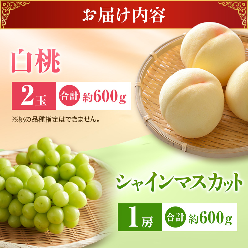 【2026年先行受付】 白桃 シャインマスカット 晴王 約1.2kg セット 桃 2玉 ぶどう 1房 岡山県産  御中元 ギフト 御礼 プレゼント 御礼 御祝 御供 果物 くだもの フルーツ もも モモ 葡萄 ブドウ