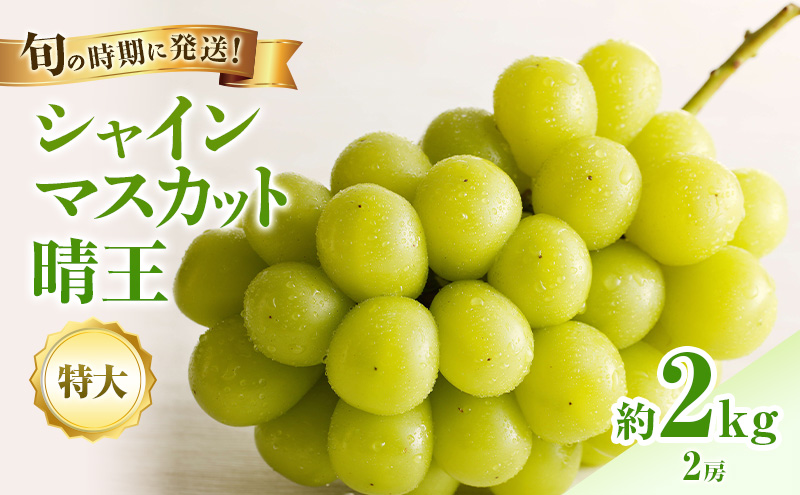 【2026年先行受付】 シャインマスカット 晴王 秀品 特大 約2kg 2房 岡山県産 ぶどう 葡萄 ブドウ ギフト 御礼 プレゼント 御礼 御祝 御供 果物 くだもの フルーツ