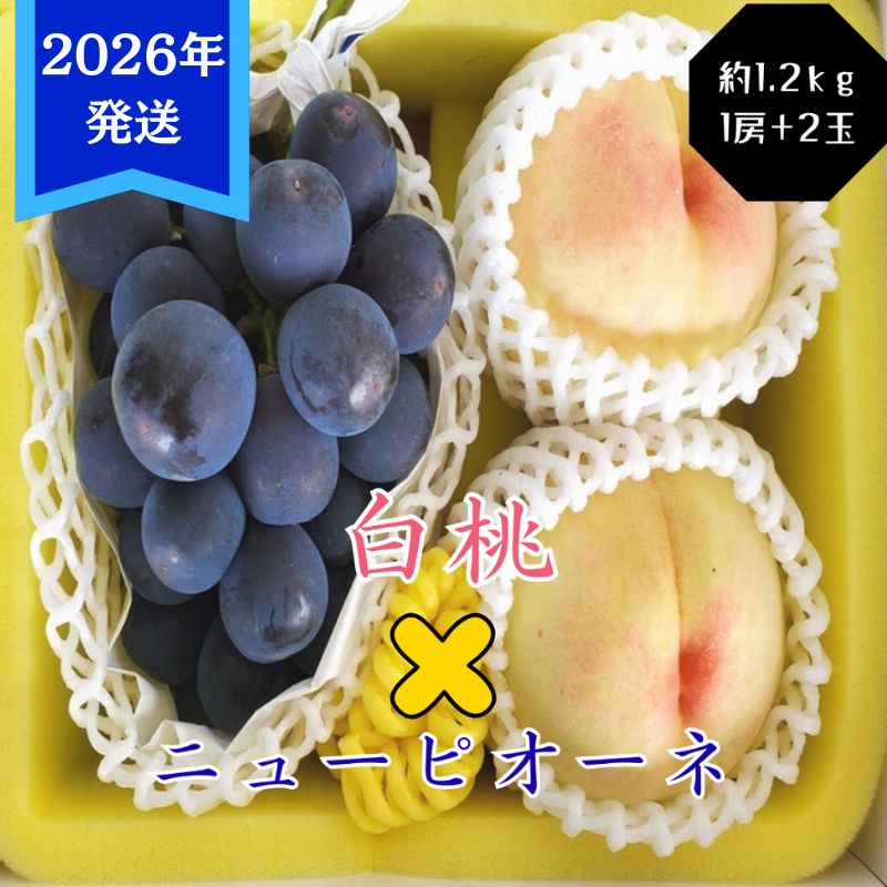 【2026年先行受付】 白桃 ニューピオーネ 約1.2kg セット 桃 2玉 ぶどう 1房 岡山県産  御中元 ギフト 御礼 プレゼント 御礼 御祝 御供 果物 くだもの フルーツ もも モモ 葡萄 ブドウ
