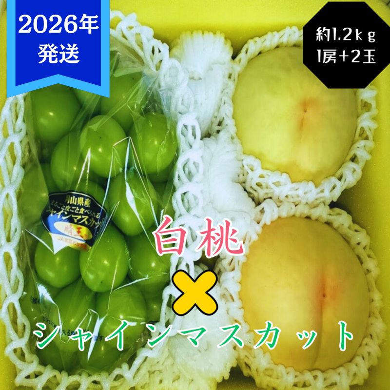 【2026年先行受付】 白桃 シャインマスカット 晴王 約1.2kg セット 桃 2玉 ぶどう 1房 岡山県産  御中元 ギフト 御礼 プレゼント 御礼 御祝 御供 果物 くだもの フルーツ もも モモ 葡萄 ブドウ