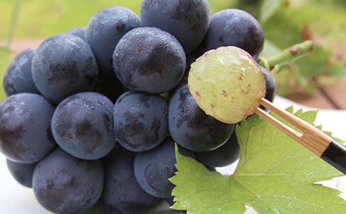 æ¡ ã¶ã©ã 2026幎 å
è¡äºçŽ çœæ¡ 2ç åèšçŽ600g ïŒ1ççŽ300gïŒ ã·ã£ã€ã³ãã¹ã«ãã æŽç ãã¥ãŒããªãŒã å1æ¿ 550gä»¥äž ãã è¡è è©°åã 岡山 åœç£ ãã«ãŒã æç© ã®ãã æ¡èå®è