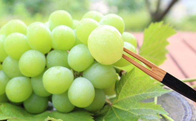 æ¡ ã¶ã©ã 2026幎 å
è¡äºçŽ çœæ¡ 2ç åèšçŽ600g ïŒ1ççŽ300gïŒ ã·ã£ã€ã³ãã¹ã«ãã æŽç ãã¥ãŒããªãŒã å1æ¿ 550gä»¥äž ãã è¡è è©°åã 岡山 åœç£ ãã«ãŒã æç© ã®ãã æ¡èå®è