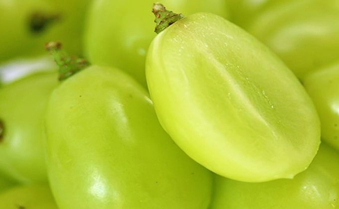 ぶどう 早期受付 シャイン マスカット 1パック（750g以上） ブドウ 葡萄 岡山県産 国産 フルーツ 果物 ギフト 桃茂実苑