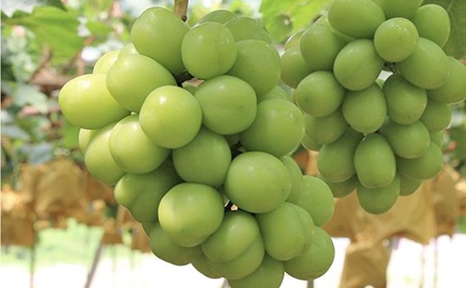 ã¶ã©ã æ©æåä» æ¥µäžè¿œç ã·ã£ã€ã³ ãã¹ã«ãã 1æ¿ 650gä»¥äž ãå
æãæ¡ç®±å
¥ã ãã㊠è¡è 岡山çç£ åœç£ ãã«ãŒã æç© ã®ãã æ¡èå®è