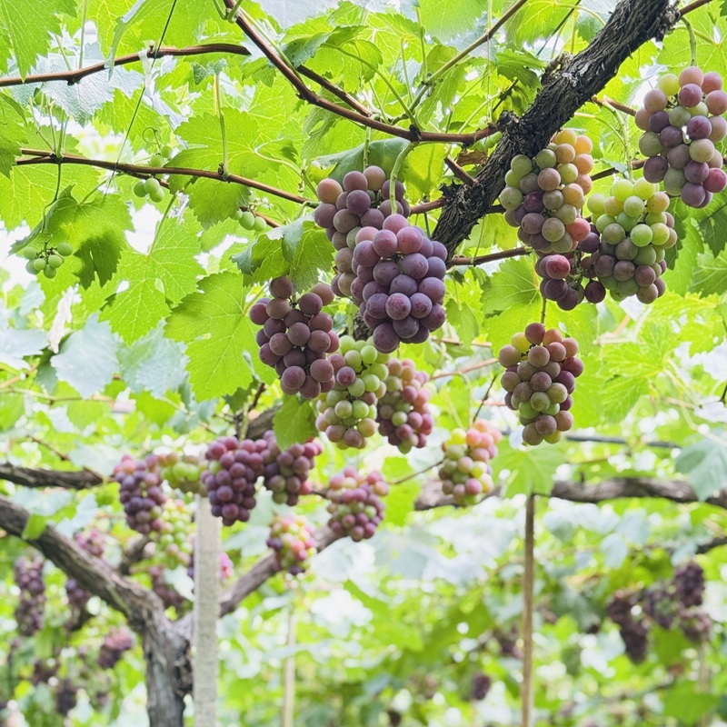 ã¶ã©ã 2026幎 å
è¡äºçŽ èŸ²å®¶ãã ããã® ã·ã£ã€ã³ ãã¹ã«ãã ïŒ ãªãŒãã©ãã©ã㯠2æ¿ åèšçŽ1.2kg èŽçã¯ã©ã¹ è¡è 岡山çç£ åœç£ ãã«ãŒã æç© ã®ãã ã Nini farm 蟲家 çŽé ã