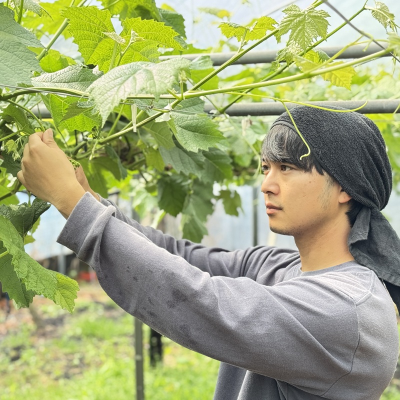 ぶどう 2026年 先行予約 話題の品種 富士の輝 1房詰め 特秀ランク 700g以上 特秀 葡萄 岡山県産 国産 フルーツ 果物 ギフト 【 Nini farm 農家 直送 】