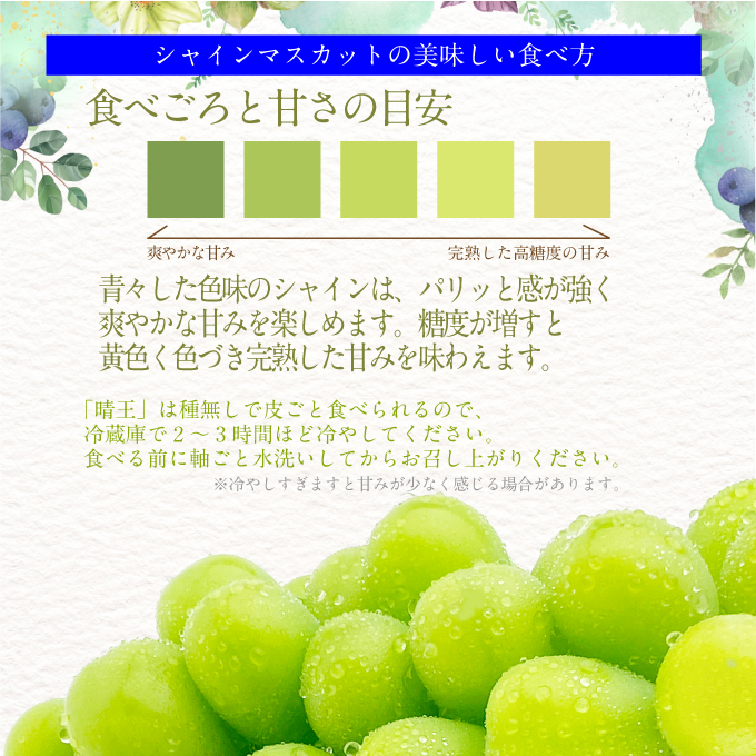 2026年予約受付中【2回定期便】 プレミアムシャインマスカット晴王1房約600g 人気 岡山県産 赤秀品  種無し 皮ごと食べる みずみずしい 9月・10月にお届け   ハレノフルーツ