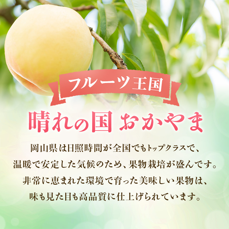 【2026年先行受付】 白桃 岡山 秀品 大玉 約4kg(8～15玉) 岡山県産 桃 もも モモ 御中元 ギフト 御礼 プレゼント 御礼 御祝 御供 果物 くだもの フルーツ