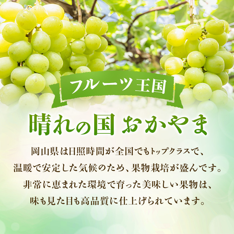 【2026年先行受付】 シャインマスカット 晴王 秀品 約600g 1房 岡山県産 ぶどう 葡萄 ブドウ 御中元 ギフト 御礼 プレゼント 御礼 御祝 御供 果物 くだもの フルーツ
