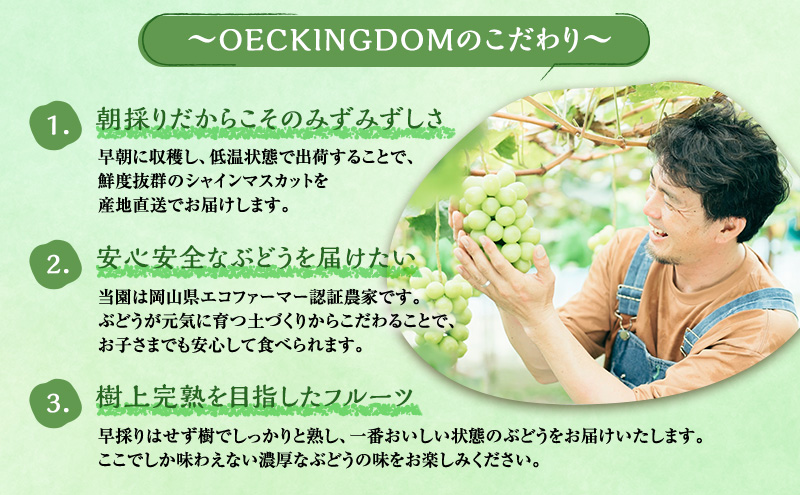 ぶどう 2026年 先行予約 ［ご家庭用］ シャイン マスカット 2房（合計1kg以上）  ブドウ 葡萄  岡山県産 国産 フルーツ 果物 OEC KINGDOM ぶどう家 果物類 