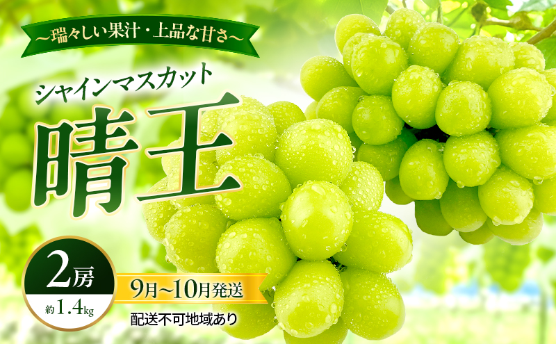 ぶどう 2026年 先行予約 シャインマスカット 晴王 2房 約1.4kg 9月～10月発送 岡山県産 種無し 皮ごと食べる みずみずしい 甘い 瀬戸内 晴れの国 おかやま 果物大国 満天フルーツ