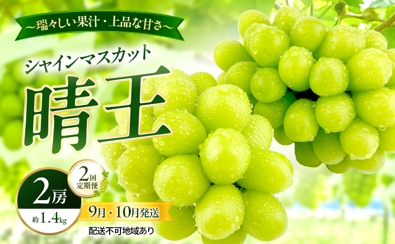 ぶどう 2026年 先行予約 定期便 シャインマスカット 晴王 2房 約1.4kg 9月・10月 2回発送 岡山県産 種無し 皮ごと食べる みずみずしい 甘い 瀬戸内 晴れの国 おかやま 果物大国 満天フルーツ