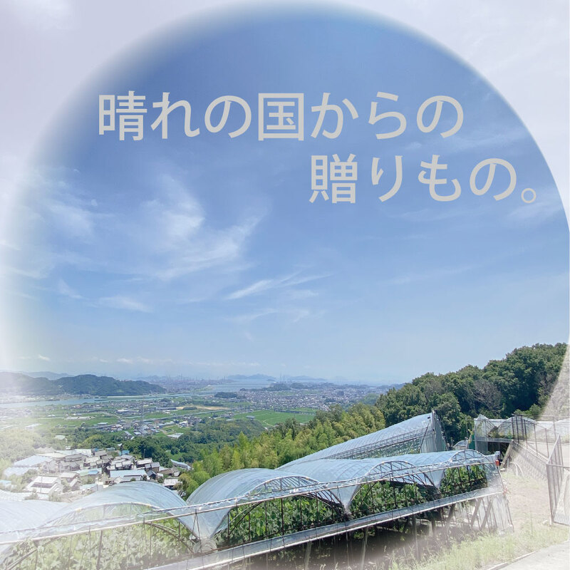 [HS]ぶどう先行予約9月・10月発送シャインマスカット晴王2kg箱（3～5房）ブドウ 葡萄  岡山県産 国産 フルーツ 果物 ギフト デザート 食後 酸味が少ない 産地直送