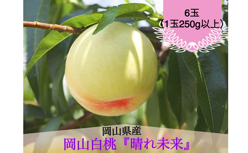 桃 2026年 先行予約 白桃 6玉（1玉250g以上）化粧箱入り もも モモ 岡山県産 国産 フルーツ 果物 ギフト 早生