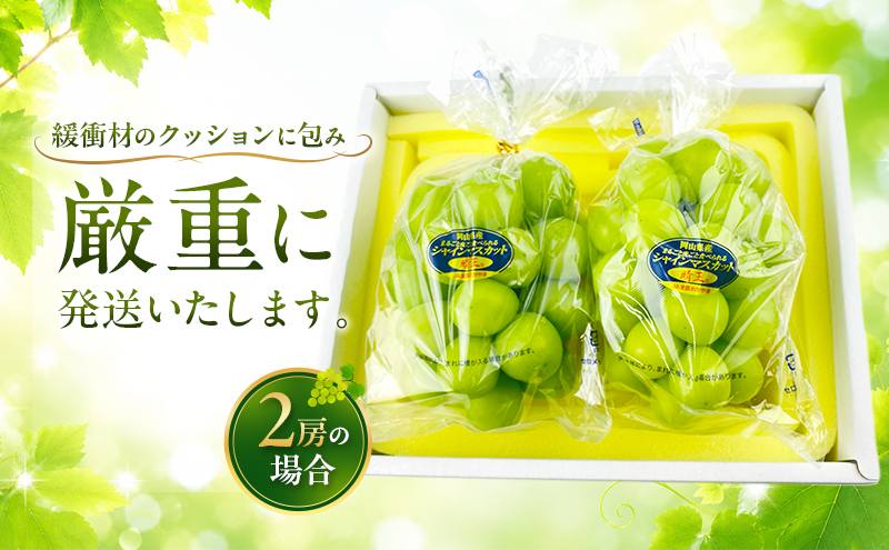 ã¶ã©ã 2026幎 å
è¡äºçŽ å®æäŸ¿ ã·ã£ã€ã³ãã¹ã«ãã æŽç 2æ¿ çŽ1.4kg 7æã»ïŒæ 2åçºé 岡山çç£ çš®ç¡ã ç®ããšé£ã¹ã ã¿ãã¿ããã çã æž©å®€æ œå¹ ç¬æžå
æŽãã®åœ ããã㟠æç©å€§åœ æºå€©ãã«ãŒã