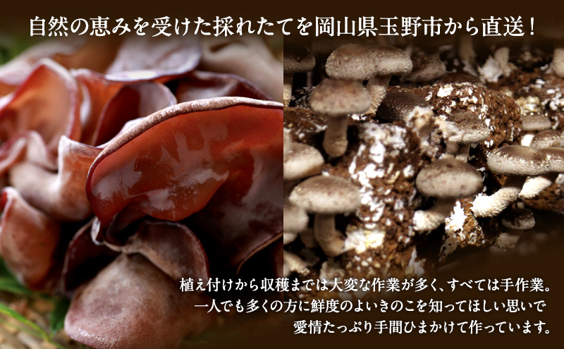 【 産地直送 】 有機JAS 生しいたけ 定期便  1kg×3ヶ月 オーガニック しいたけ きのこ 野菜 岡山県 玉野市 栽培期間中化学肥料不使用 栽培期間中農薬不使用 野菜セット 