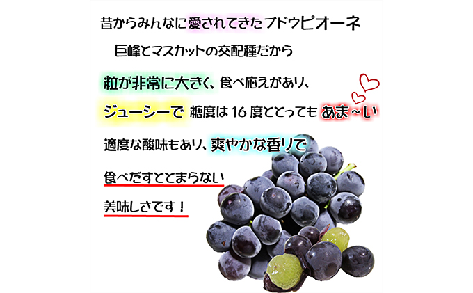 ぶどう 2025年 先行予約 ニュー ピオーネ【8月中旬～順次発送分】約2kg（2房～5房）秀品 糖度抜群！ 種無し ブドウ 葡萄  岡山県産 国産 フルーツ 果物 ギフト