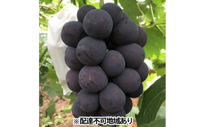 ニューピオーネ 約5kg 6～10房 丘の上のぶどう畑 岡山県産 葡萄 ぶどう
