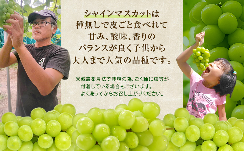 ぶどう 2026年 先行予約 シャインマスカット 約1kg 2房 減農薬／ハウス栽培 ブドウ 葡萄  岡山県産 国産 フルーツ 果物 ギフト ばんの農園 果物類 シャインマスカット 