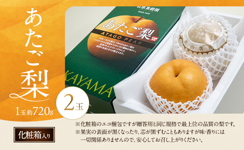 梨 2026年 先行予約 あたご梨 2玉 (1玉 約720g) 化粧箱 【11月下旬～12月中旬頃発送】ナシ なし 岡山県産 国産 フルーツ 果物 ギフト 石原果樹園 愛宕梨 日本一大きい梨 