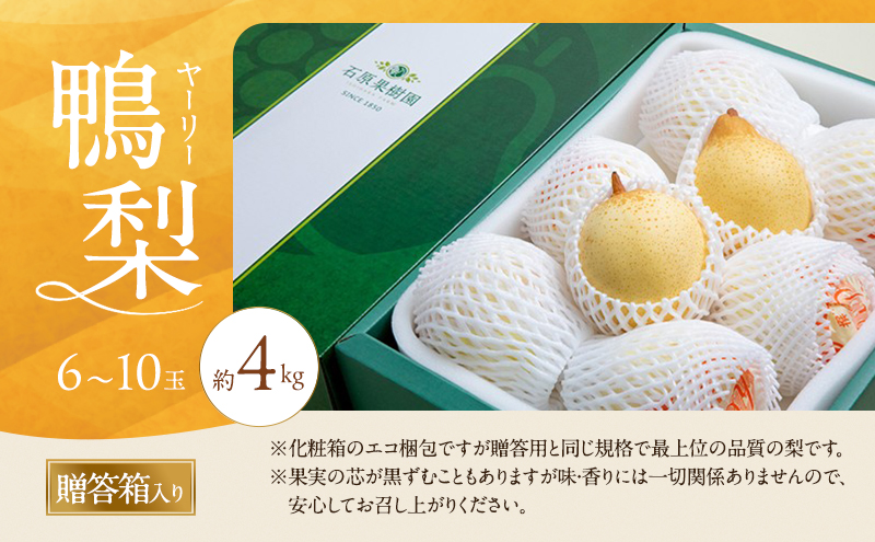 譴ィ 2026蟷エ 蜈郁。御コ育エ 魘ィ譴ィシ医Ζ繝シ繝ェ繝シシ6ス10邇 邏4kg 雍育ュ皮ョア 縲11譛井ク区流ス12譛井クュ譌ャ鬆逋コ騾√代リ繧キ 縺ェ縺 蟯。螻ア逵檎肇 蝗ス逕」 繝輔Ν繝シ繝 譫懃黄 繧ョ繝輔ヨ 遏ウ蜴滓棡讓ケ蝨 繝、繝シ繝ェ繝シ