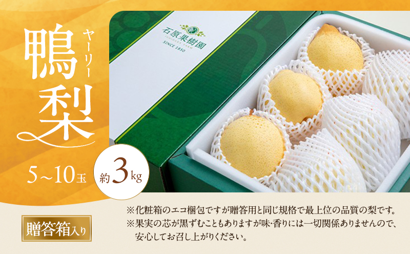 梨 2026年 先行予約 鴨梨（ヤーリー）5～10玉 合計約3kg 贈答箱 【11月下旬～12月中旬頃発送】ナシ なし 岡山県産 国産 フルーツ 果物 ギフト 石原果樹園 ヤーリー 