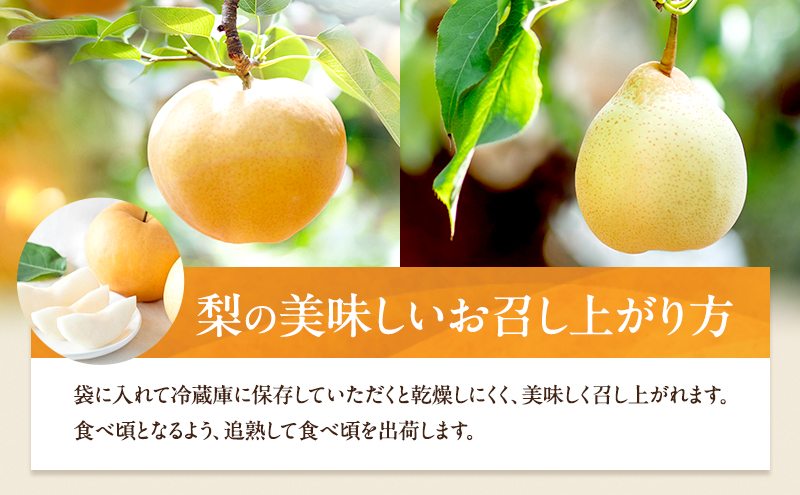 梨 2026年 先行予約 あたご梨・鴨梨（ヤーリー）詰合せ 合計約4.5kg あたご2～3玉 鴨梨3～7玉 贈答箱【11月下旬～12月中旬頃発送】ナシ なし 岡山県産 国産 フルーツ 果物 ギフト 石原果樹園 