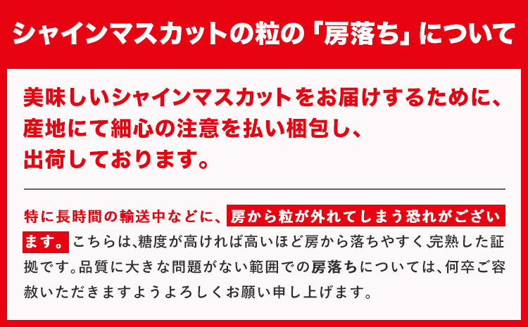 フルーツ 厳選 晴れの国定期便 シャインマスカット 2kg 白桃 1.3kg 2回 お届け 定期便 《ページ内記載の時期に発送》 果物 マスカット 桃 岡山県 笠岡市---kasaoka_zsytei_358_take2---