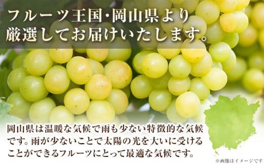 【2ヶ月定期便】【2026年発送先行予約】シャインマスカット 岡山 約1.3kg×2ヶ月定期便 計2.6kg 《2026年9月上旬-10月末頃出荷》厳選 旬 ぶどう ブドウ 葡萄 マスカット 果物 フルーツ ギフト 岡山県 笠岡市 訳あり クール便 爽やか 贅沢