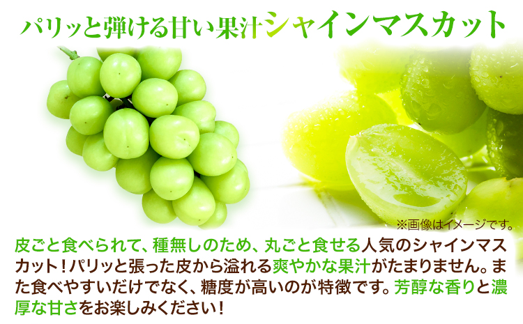 岡山çç£ãã¥ãŒããªãŒãïŒã·ã£ã€ã³ãã¹ã«ãããæŽçã Cã»ãã ïŒ1æ¿580g以äžïŒ å
è¡åä»ã9æäžæ¬-10æäžæ¬é ããé
éäžå¯å°åããã