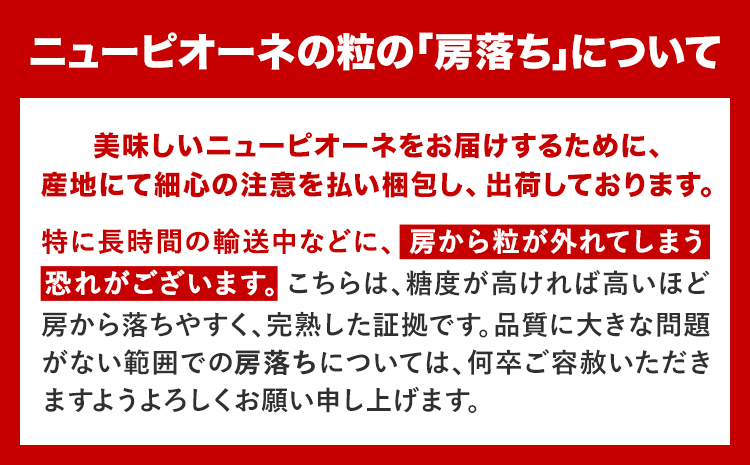 岡山県産 ニューピオーネ 約1.2kg 2房《8月下旬-10月中旬頃出荷》岡山県 笠岡市 葡萄 果物 秀品 スイーツ フルーツ デザート 秋旬