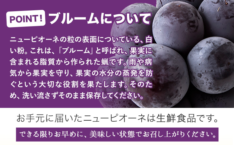 岡山県産 ニューピオーネ 約1.2kg 2房《8月下旬-10月中旬頃出荷》岡山県 笠岡市 葡萄 果物 秀品 スイーツ フルーツ デザート 秋旬