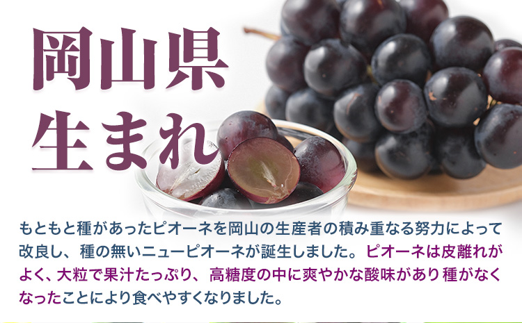 【ふるさと納税】【先行予約】 岡山県産 ニューピオーネ 2房 480g以上 露地栽培 有限会社ホーティカルチャー神島《9月中旬-10月下旬頃出荷》岡山県 笠岡市 葡萄 果物 厳選出荷 スイーツ フルーツ デザート 種なしぶどう【配送不可地域あり】